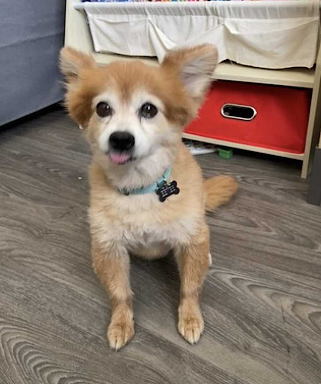 EEVEE AND ELLIE - Pomeranian / German Shepherd Dog available for adoption