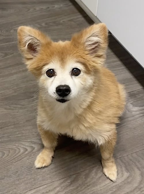 EEVEE AND ELLIE - Pomeranian / German Shepherd Dog available for adoption