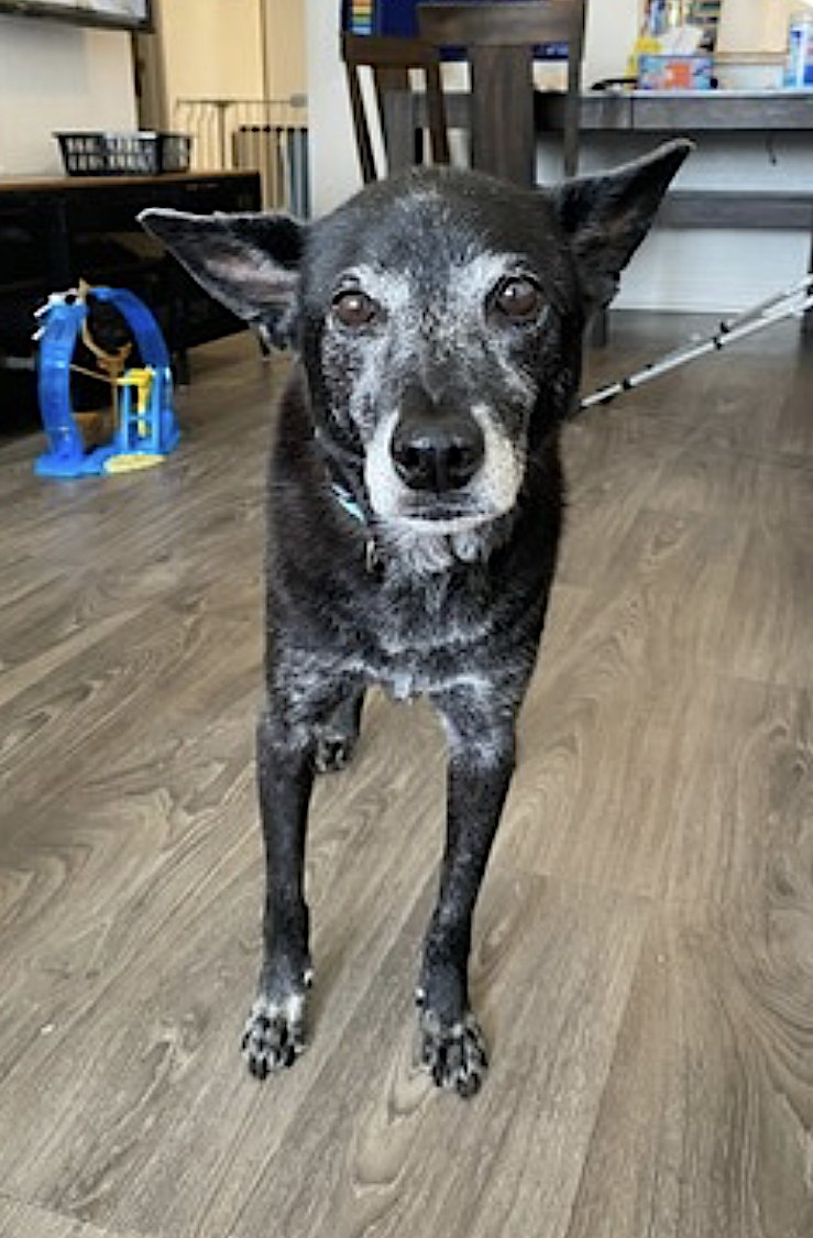 Eevee and Ellie - Photo 3