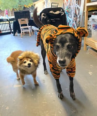 Eevee and Ellie - Photo 4