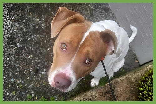 MOOSE - American Pit Bull Terrier / American Staffordshire Terrier available for adoption