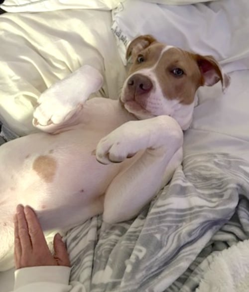 MOOSE - American Pit Bull Terrier / American Staffordshire Terrier available for adoption