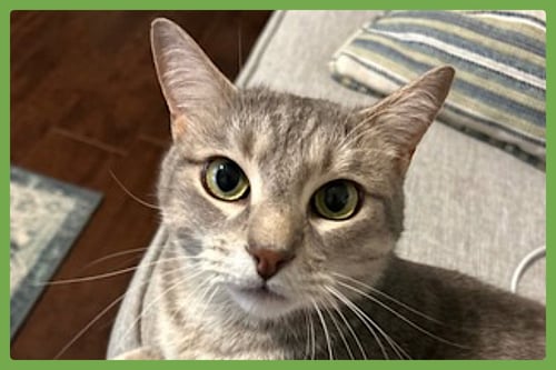 DUSTY - Domestic Short Hair available for adoption