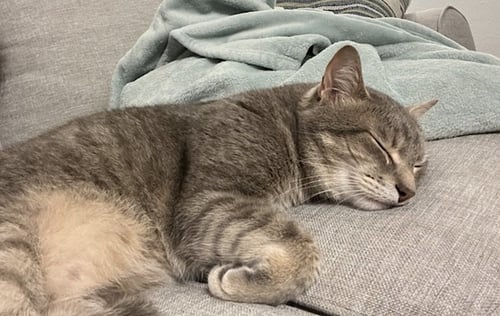 DUSTY - Domestic Short Hair available for adoption