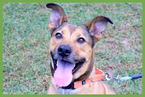 BECKHAM - Shepherd / Terrier available for adoption