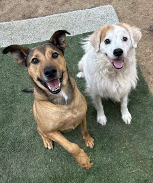 BECKHAM - Shepherd / Terrier available for adoption