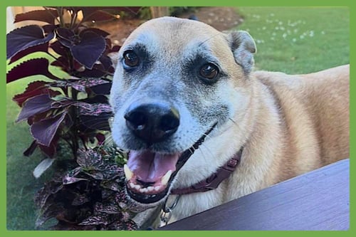 HANK - German Shepherd Dog / English Bulldog available for adoption