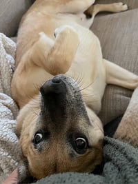 Hank - Photo 2