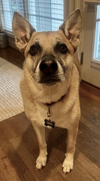 Hank - Photo 3