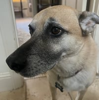 Hank - Photo 4
