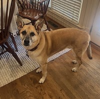 Hank - Photo 5