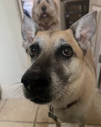 Hank - Photo 6