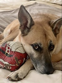 Hank - Photo 7