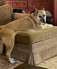 Hank - Photo 8