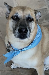 Hank - Photo 9