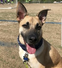 Hank - Photo 10