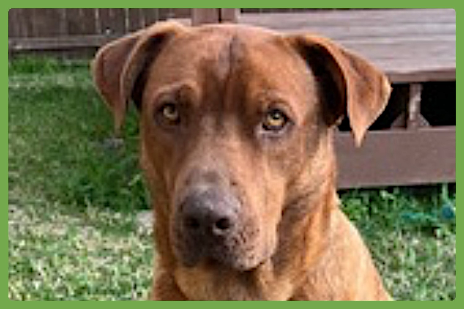 STITCH - American Pit Bull Terrier / Labrador Retriever available for adoption