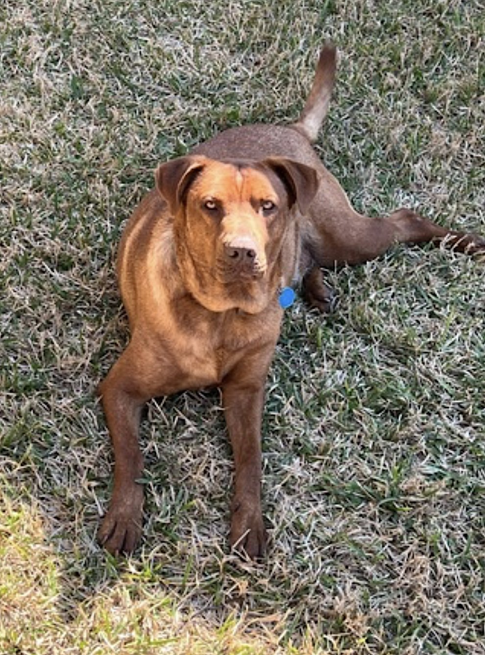 STITCH - American Pit Bull Terrier / Labrador Retriever available for adoption