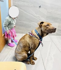 Stitch - Photo 8