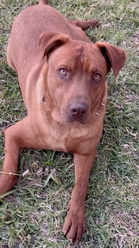Stitch - Photo 12