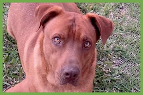 STITCH - American Pit Bull Terrier / Labrador Retriever available for adoption