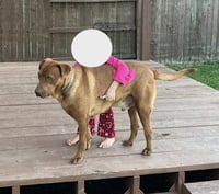 Stitch - Photo 3