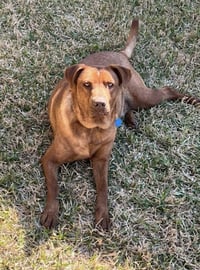 Stitch - Photo 6