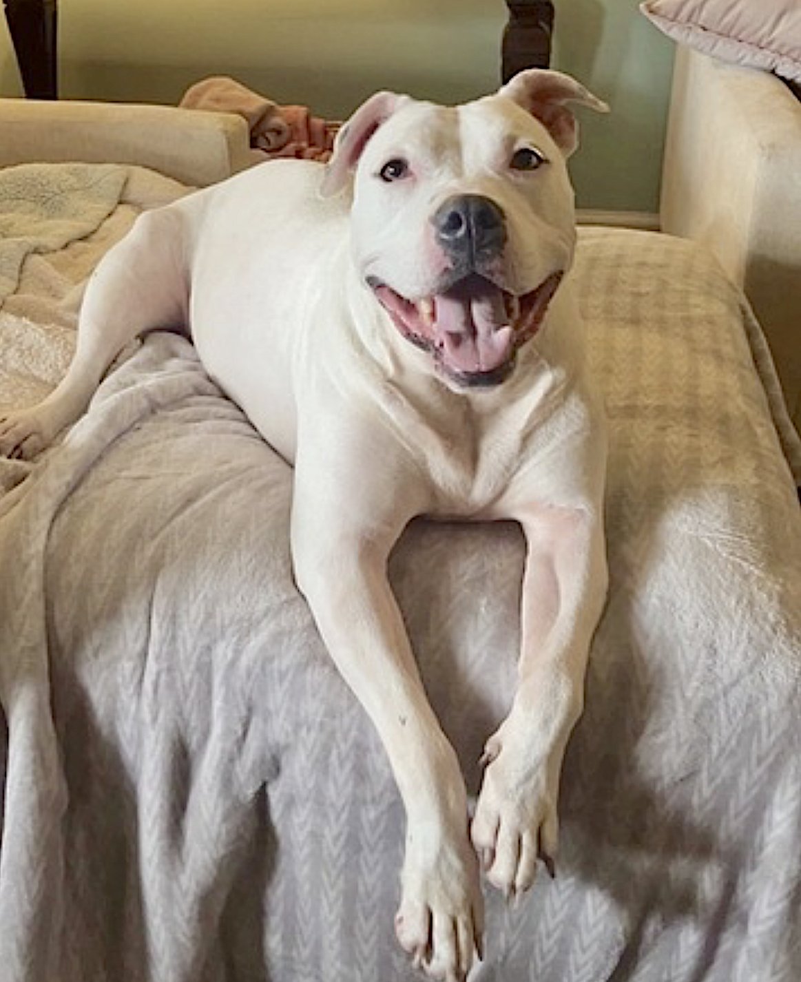 REMI - American Bulldog / American Pit Bull Terrier available for adoption