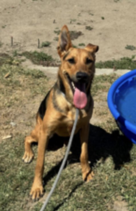 SAMMY - German Shepherd Dog available for adoption