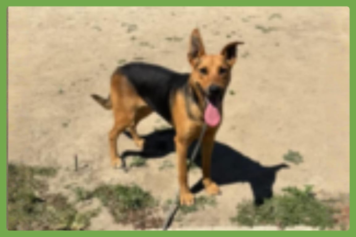 Sammy Image