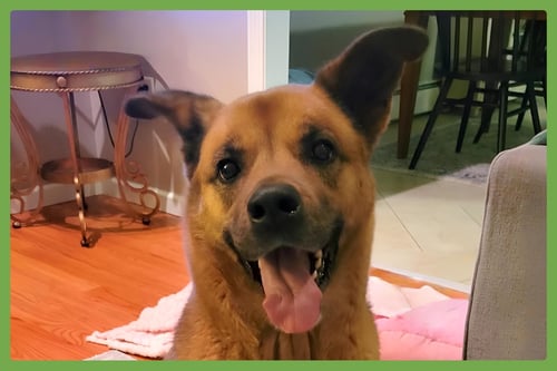 PHOEBE - Boxer / Akita available for adoption