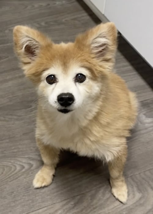 EEVEE - Pomeranian / Papillon available for adoption