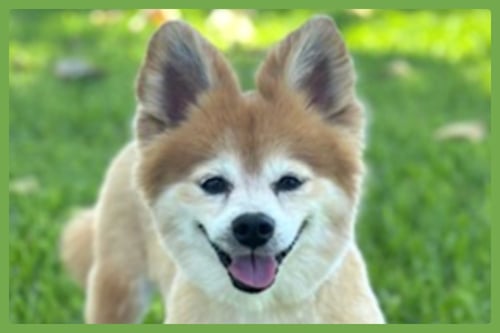EEVEE - Pomeranian / Papillon available for adoption
