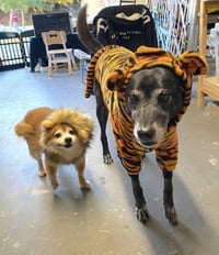 Eevee - Photo 3