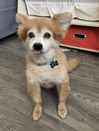 Eevee - Photo 4
