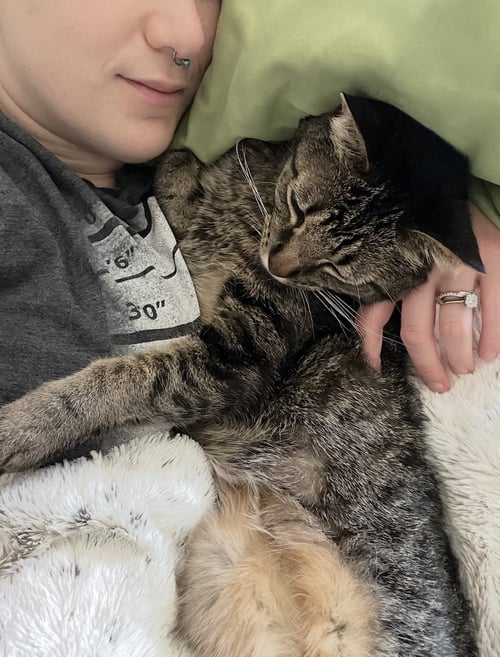 MEEP - Domestic Short Hair available for adoption
