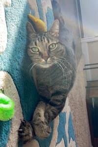 Meep - Photo 12