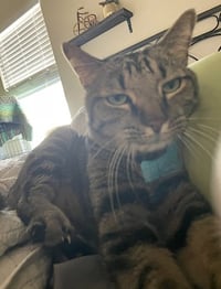 Meep - Photo 4
