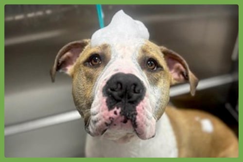 GILLY - American Pit Bull Terrier available for adoption
