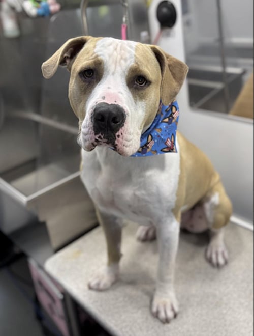 GILLY - American Pit Bull Terrier available for adoption