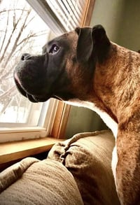 Simba - Photo 3