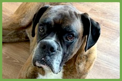 SIMBA - Boxer available for adoption