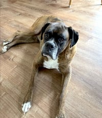 Simba - Photo 8
