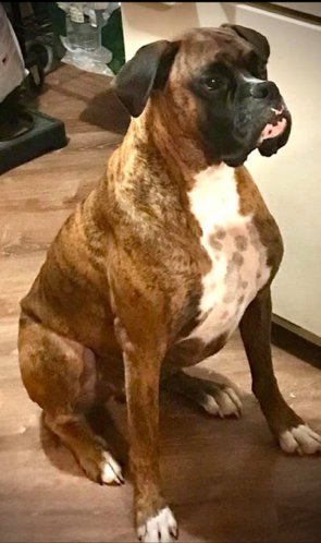 SIMBA - Boxer available for adoption