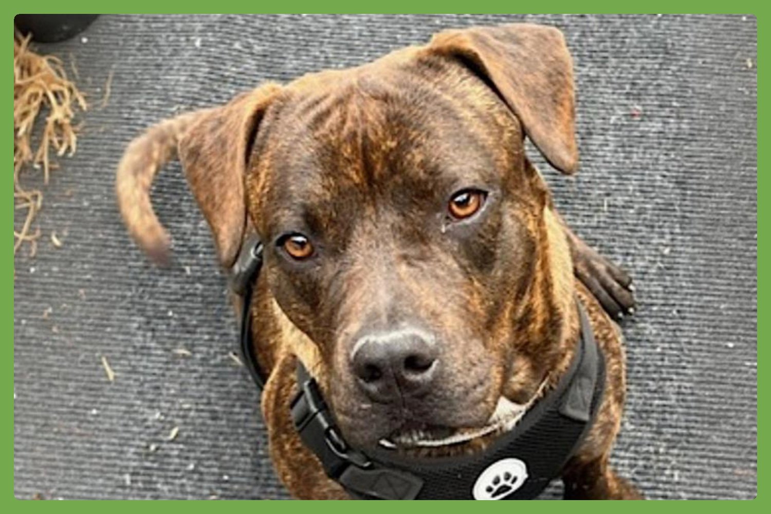 BEAN - American Staffordshire Terrier / American Pit Bull Terrier available for adoption