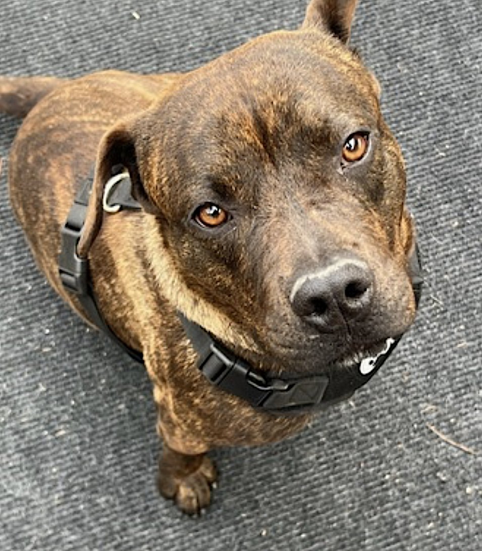 BEAN - American Staffordshire Terrier / American Pit Bull Terrier available for adoption