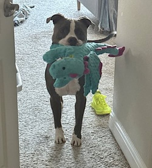 BLEUX - American Pit Bull Terrier available for adoption