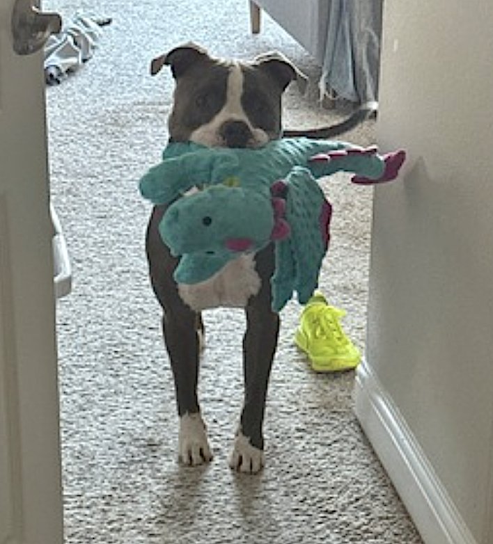 BLEUX - American Pit Bull Terrier available for adoption