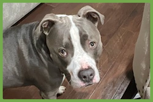 BLEUX - American Pit Bull Terrier available for adoption