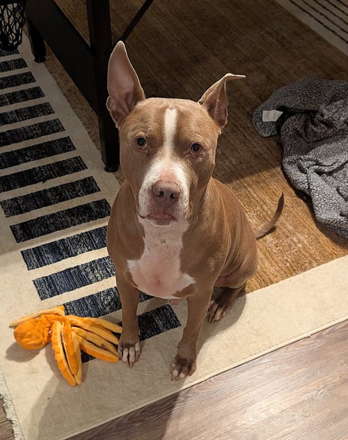 PERCY J - American Pit Bull Terrier available for adoption